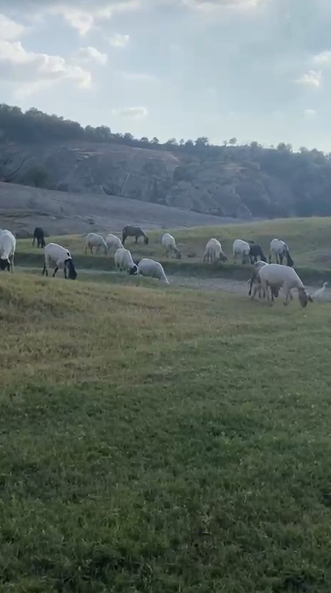 Rabari sheep grazing on the grassland below the Jawai hills