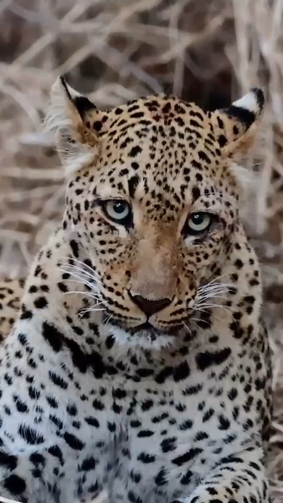 Close-up of a leopard — the highlight of a private Jawai safari