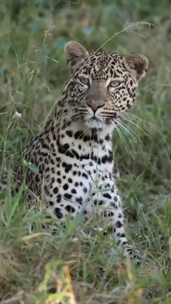 Leopard sitting in the long grass