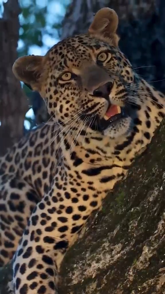 Leopard resting along a tree branch in the evening light