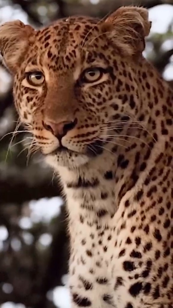 Portrait of a leopard with amber eyes