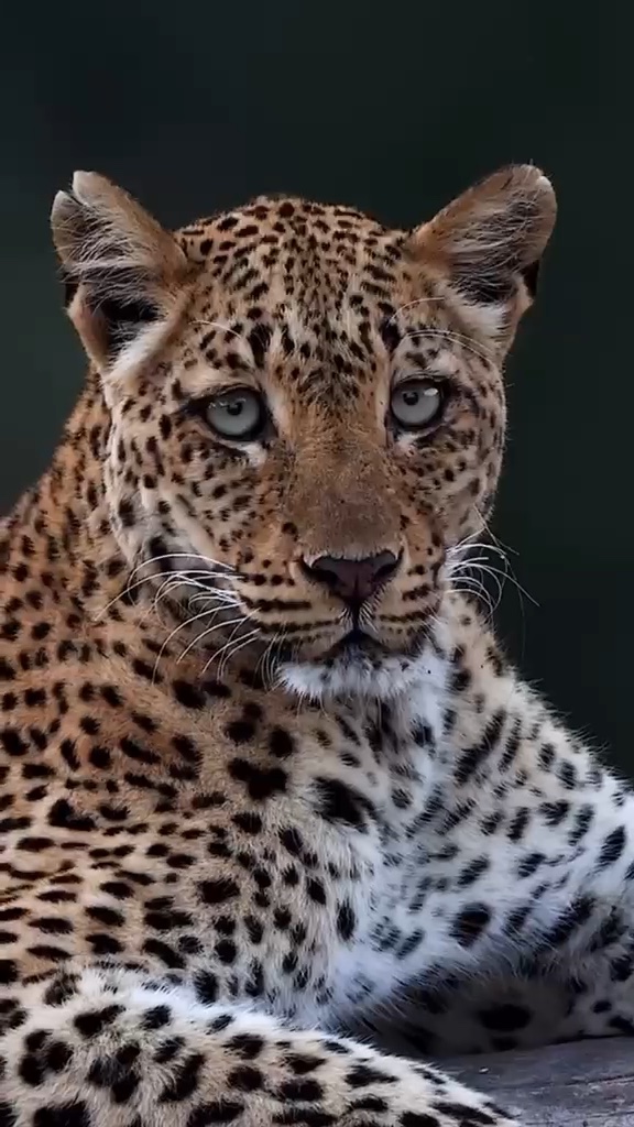 Wild leopard resting, gazing at the camera
